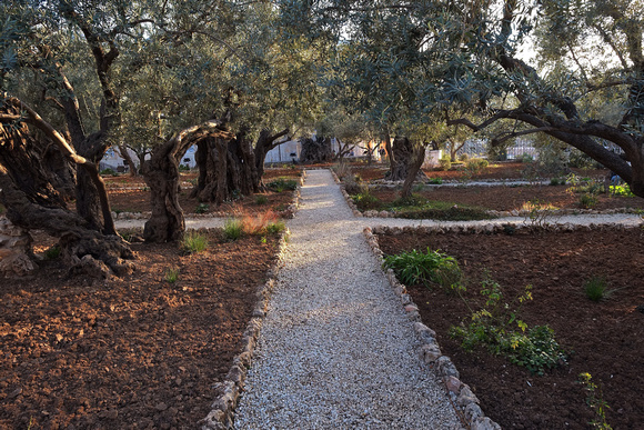 Old olive trees in the Garden of Gethsemane
